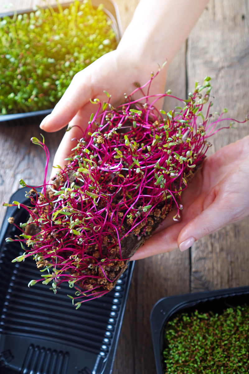 Microgreen beet in female hands. Putting microgreen into the tray.