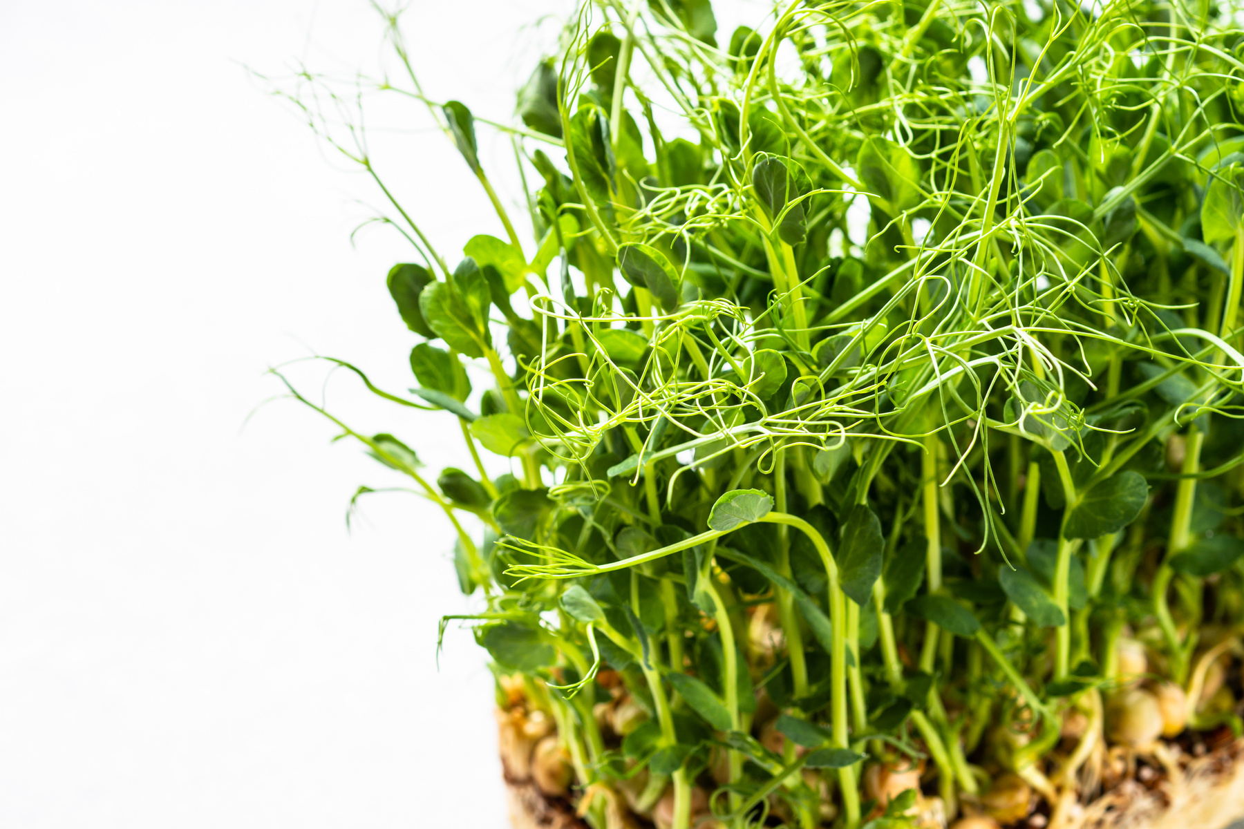 Micro Greens in Container, Dietary Supplement.