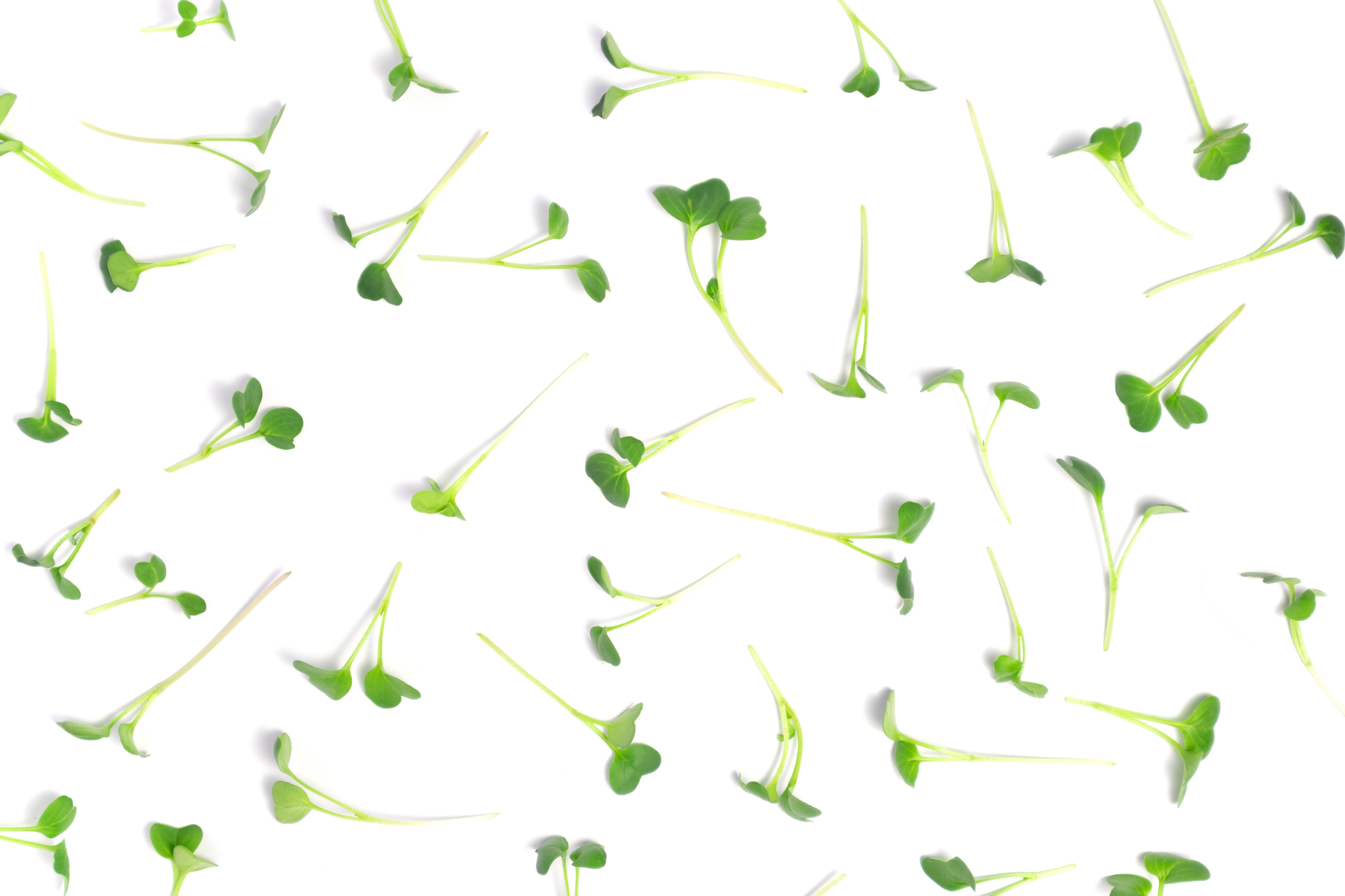 Fresh Radish Microgreens